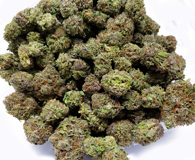 THCA Rich Hemp Buds: Benefits, Risks, and Safe Consumption Guidelines