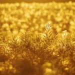 Maximizing THCA Potential: A Guide to Top-Shelf Cannabis Flowers