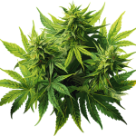 Exploring THCA Flower’s Anti-Inflammatory Properties for Wellness