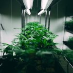 Exploring THCA Bud Advantages Over CBD and Best Cultivation Practices