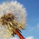 Exploring the Healing Potential of THCA Flower: A Guide to Its Effects and Benefits