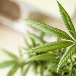 Exploring THCA Flower’s Impact on Skin Health and Safety in Skincare Routines