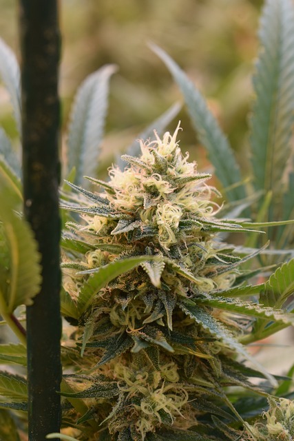 Harnessing THCA Flower’s Vitality-Boosting Potential: Your Guide to Energetic Strains