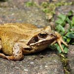 THCA Flower in the EU: Legal Status, Benefits, and Consumer Guidance