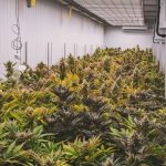 Optimizing Your Buying Experience for THCA Cannabis Flowers Online