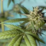 Exploring THCA Buds’ Impact on Stress Relief and Safety