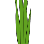 Understanding THCA Flower: Stress Relief Benefits and Side Effect Considerations