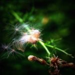 Maximizing Stress Relief with THCA Buds: A Guide to Selection, Storage, and Use