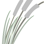 Maximizing Freshness and Potency: A THCA Flower Buyer’s Guide
