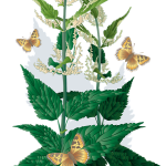 Maximizing Wellness: The A-Z of THCA Flower Extract Benefits and Usage