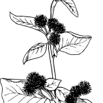 Unlocking THCA Flower Potential: A Detailed Guide to Its Effects and Advantages