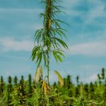 Optimizing Health with THCA Flowers: A Guide to Benefits, Buying, and Safe Use