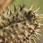 Harnessing THCA Potential: The Wellness Advantages of Wholesale THCA-Rich Cannabis Buds