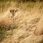 Navigating THCA Flower Dosage: Health Impacts and Managing Side Effects