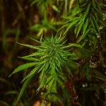 Exploring THCA Flower’s Impact on Cognition and Mitigating Side Effects