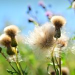 Exploring THCA Flower Effects and Benefits: A Comprehensive Overview