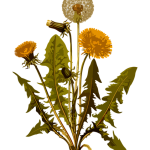 THCA vs. CBD: Unveiling Their Roles in Sleep Regulation