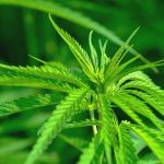 Decoding High-CBD THCA Hemp Flower: A Comprehensive Guide