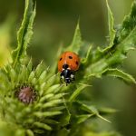 Maximizing THCA’s Potential: From Cultivation to Healing Benefits