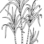 Exploring THCA Flower Benefits for Anti-Inflammatory Relief