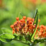 Exploring THCA Infused Edibles: Effects, Science, and Safe Use