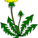 Exploring the Effects and Benefits of THCA Flower: A Guide for Wellness Integration