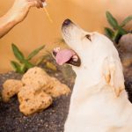 High-CBD THCA Hemp Flower: Well-being Benefits and Potential Side Effects