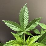 Exploring THCA Rich Cannabis Buds Wholesale: Side Effects and Safe Usage