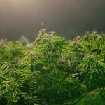 Maximizing Freshness and Potency: A Buyer’s Guide to THCA Cannabis Flowers