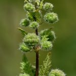 Exploring THCA Flower Benefits: Lab Reports and Clinical Insights