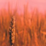 THCA Bud vs. CBD Bud: A Comprehensive Analysis of Their Distinct Effects and Benefits