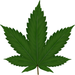 Harnessing THCA Flower Extract Benefits for Therapeutic and Medicinal Advancements