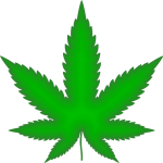 THCA Flower Benefits: A Comparative Health Overview Against CBD Buds