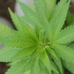 Optimizing High-CBD THCA Hemp Flower: Cultivation, Care & Benefits