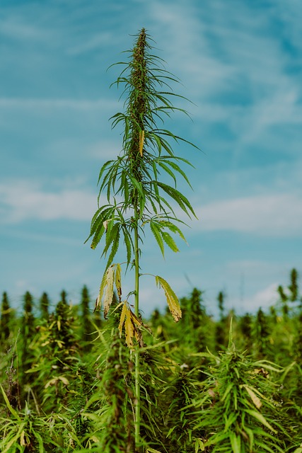 cannabis-weed-marijuana-640x480-89286731.jpeg