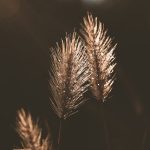 Exploring the Therapeutic Potential of THCA Flower Extracts