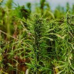 Optimizing Sleep with THCA vs. CBD Flower: An Evening Routine Guide