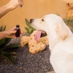 Thca Flower in EU Spotlight: Legal Status and Effects Profiled