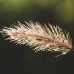 Exploring the Skin Care Benefits of THCA Flower: A Comprehensive Guide