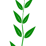 Exploring THCA Flower’s Anti-Inflammatory Potential: Preparation and Usage Insights
