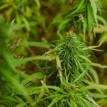 Maximizing THCA Flower Potency: A Guide to Terpene Profiles and Storage