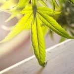 Harnessing the Healing Power of THCA-Rich Cannabis Seeds