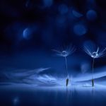 Exploring THCA Flower Benefits and Buying Options for Pre-Rolls