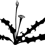 Exploring THCA Flower Benefits and Hemp Oil Potential