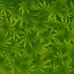 Exploring THCA Flower’s Impact on Skin Health and Potential Side Effects