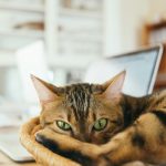 Strategic Partnerships and PBNs: Amplifying Product Promotion Across Multiple Sites