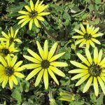 Optimizing Sleep with THCA Flower: A Comparative Look at Cannabinoids