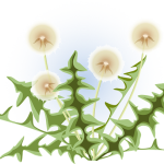 THCA Flower Side Effects and Comparison with CBD Bud