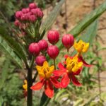 THCA Flower Side Effects and Availability of Infused Edibles