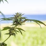 Exploring THCA Flower Benefits for Enhanced Sleep Quality